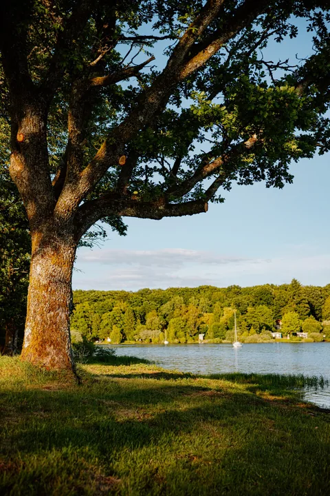 Un grand arbre sur le terrain, le bassin en contrebas
