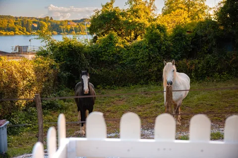 Deux chevaux derrière la barrière blanche, le bassin au loin