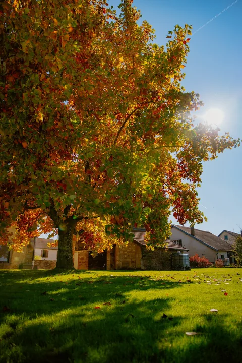 Ein großer Baum des Anwesens in Herbstfarben