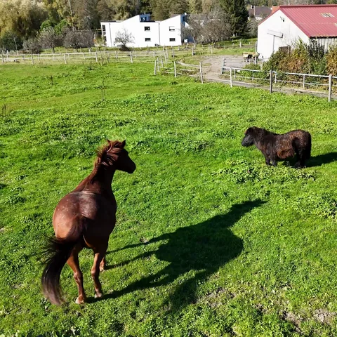 Ein Pferd und ein Pony des Anwesens, frei auf der Koppel