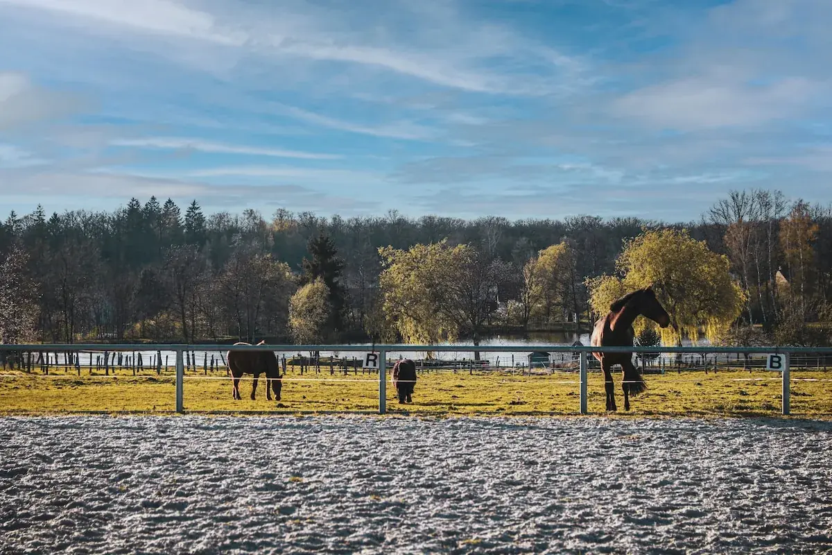 Die Pferde des Hofs auf ihrer Koppel