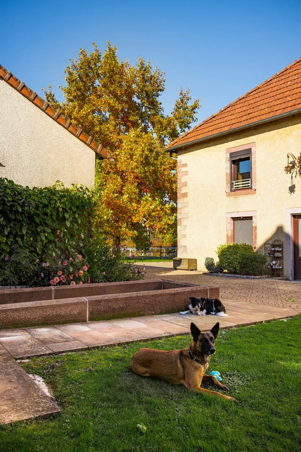 Zwei der Hunde des Hofs vor dem Haus