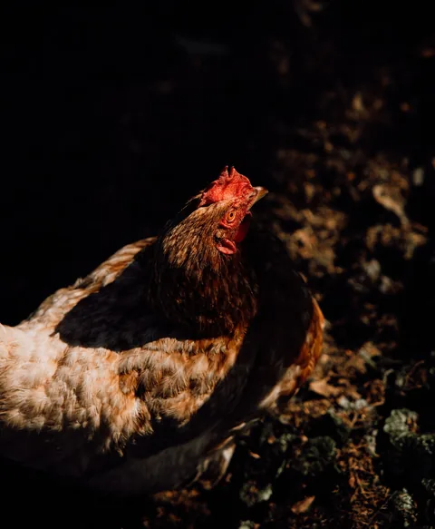 Ein Huhn des Hofs im flachen Abendlicht
